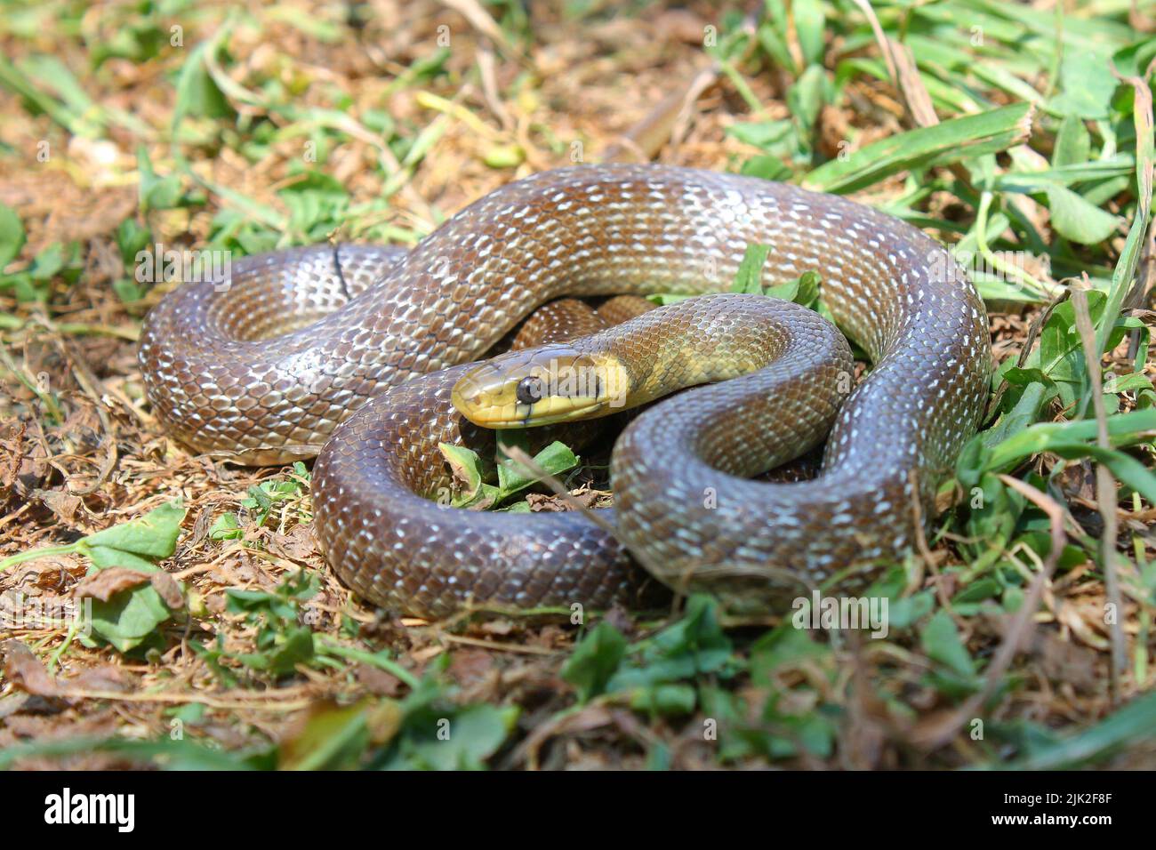 Aesculapian snake (Zamenis longissimus) in natural habitat Stock Photo