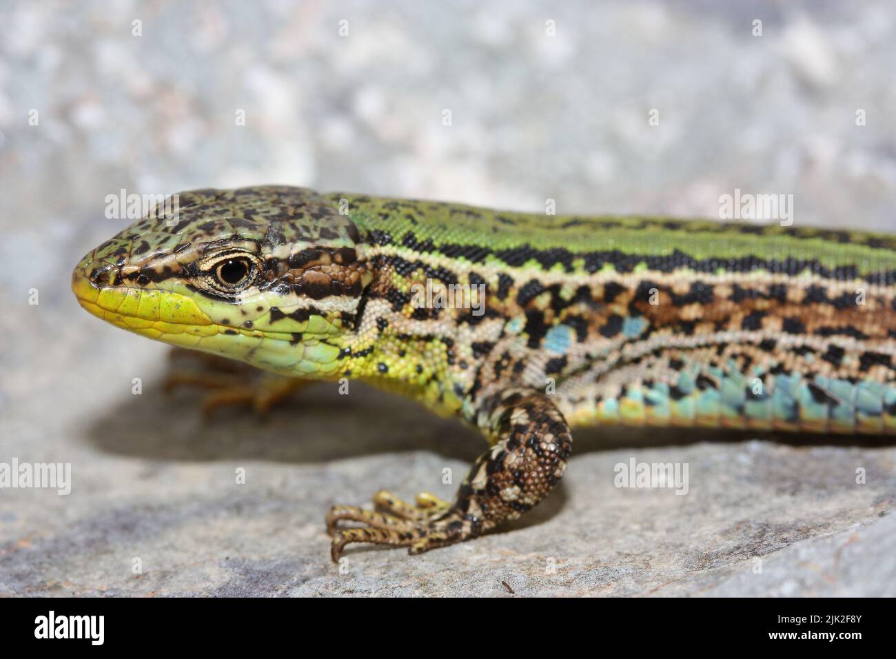 The Dalmatian wall lizard (Podarcis melisellensis) in natural habitat ...