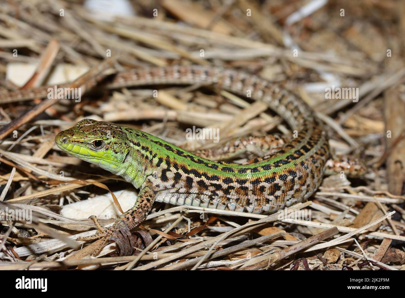 The Italian wall lizard or ruin lizard (Podarcis siculus) in natural habitat Stock Photo