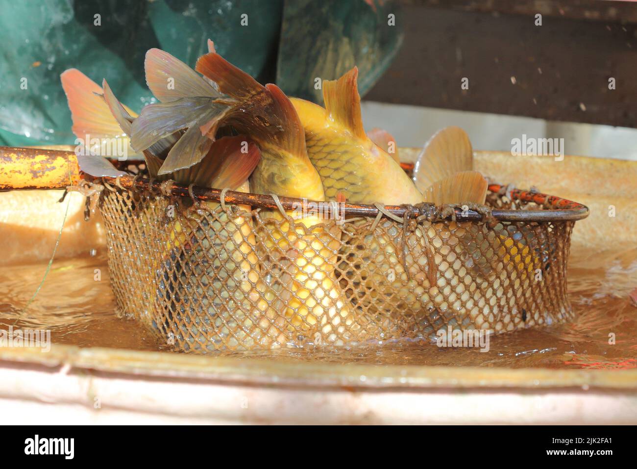 a group of carp (Cyprinus carpio) during the fishing of a pond in a net ...