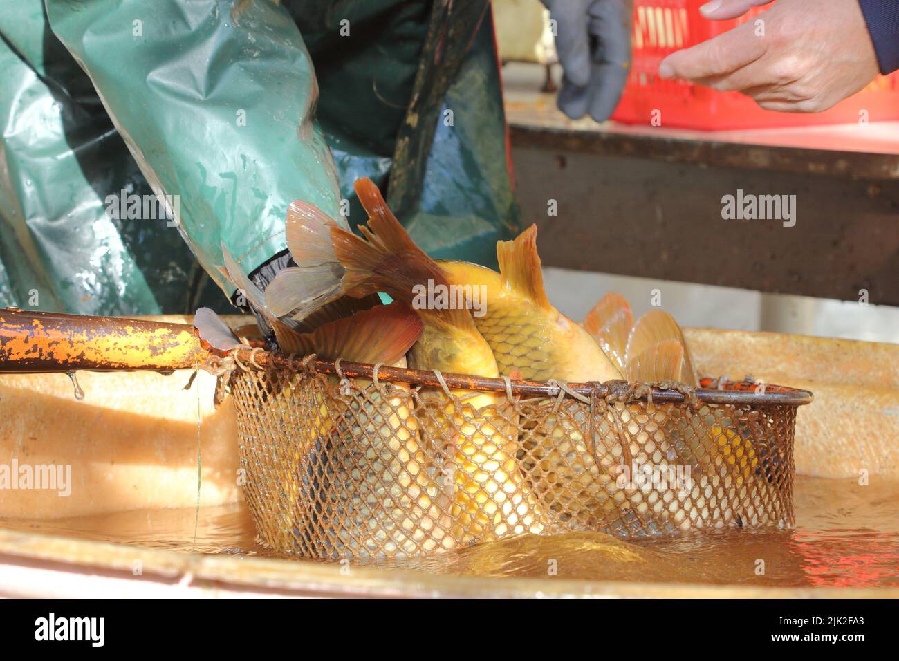 a group of carp (Cyprinus carpio) during the fishing of a pond in a net