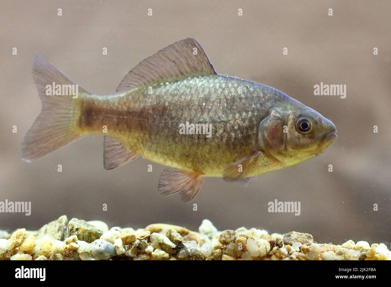 The crucian carp (Carassius carassius) in an underwater habitat Stock