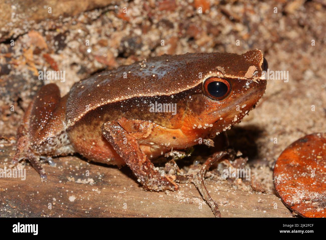 Black-spotted Sticky Frog - Kalophrynus pleurostigma in natural habitat in Sarawak, Borneo Stock Photo
