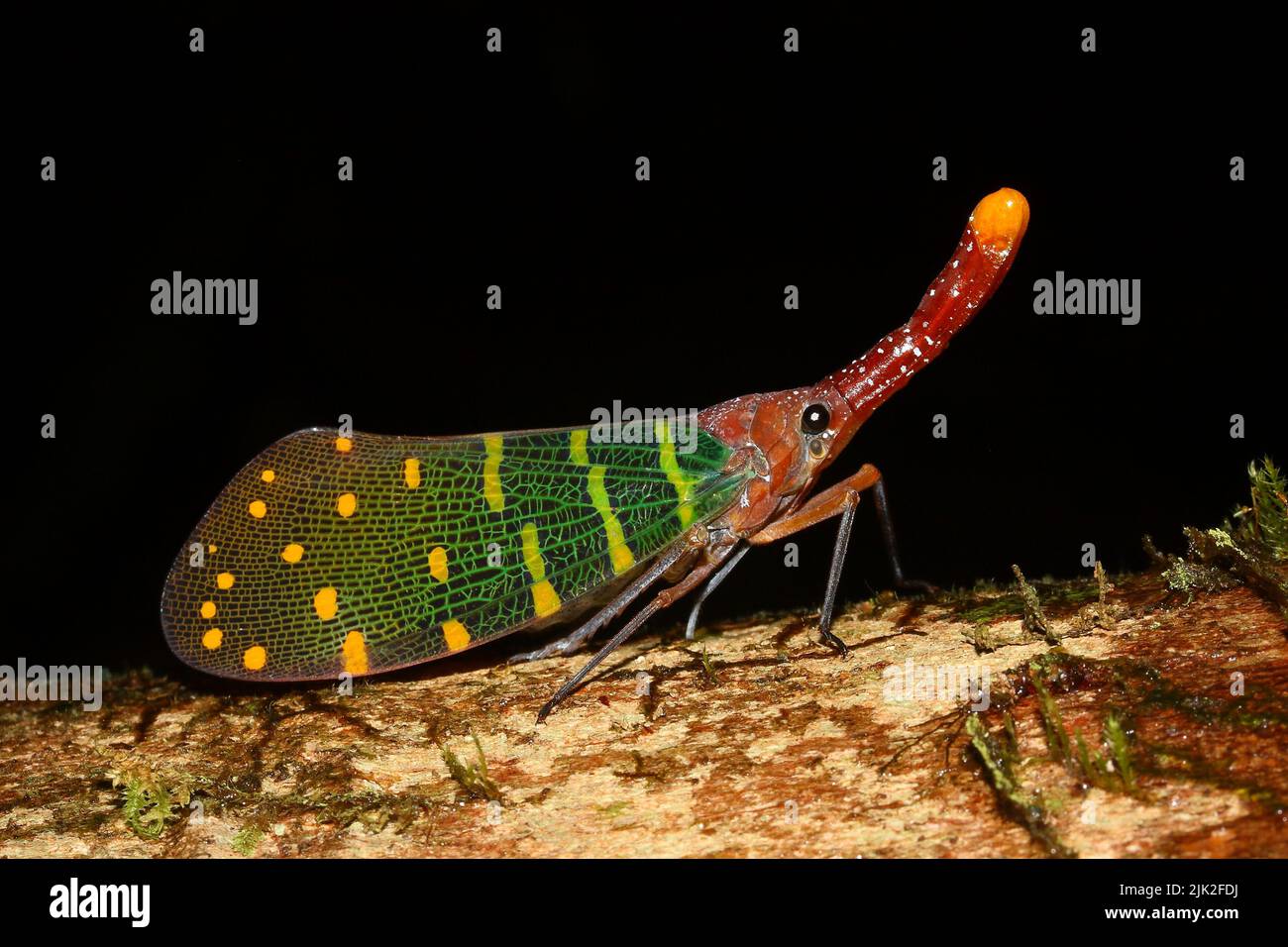 The lantern bug (Pyrops intricatus) in natural habitat Stock Photo - Alamy
