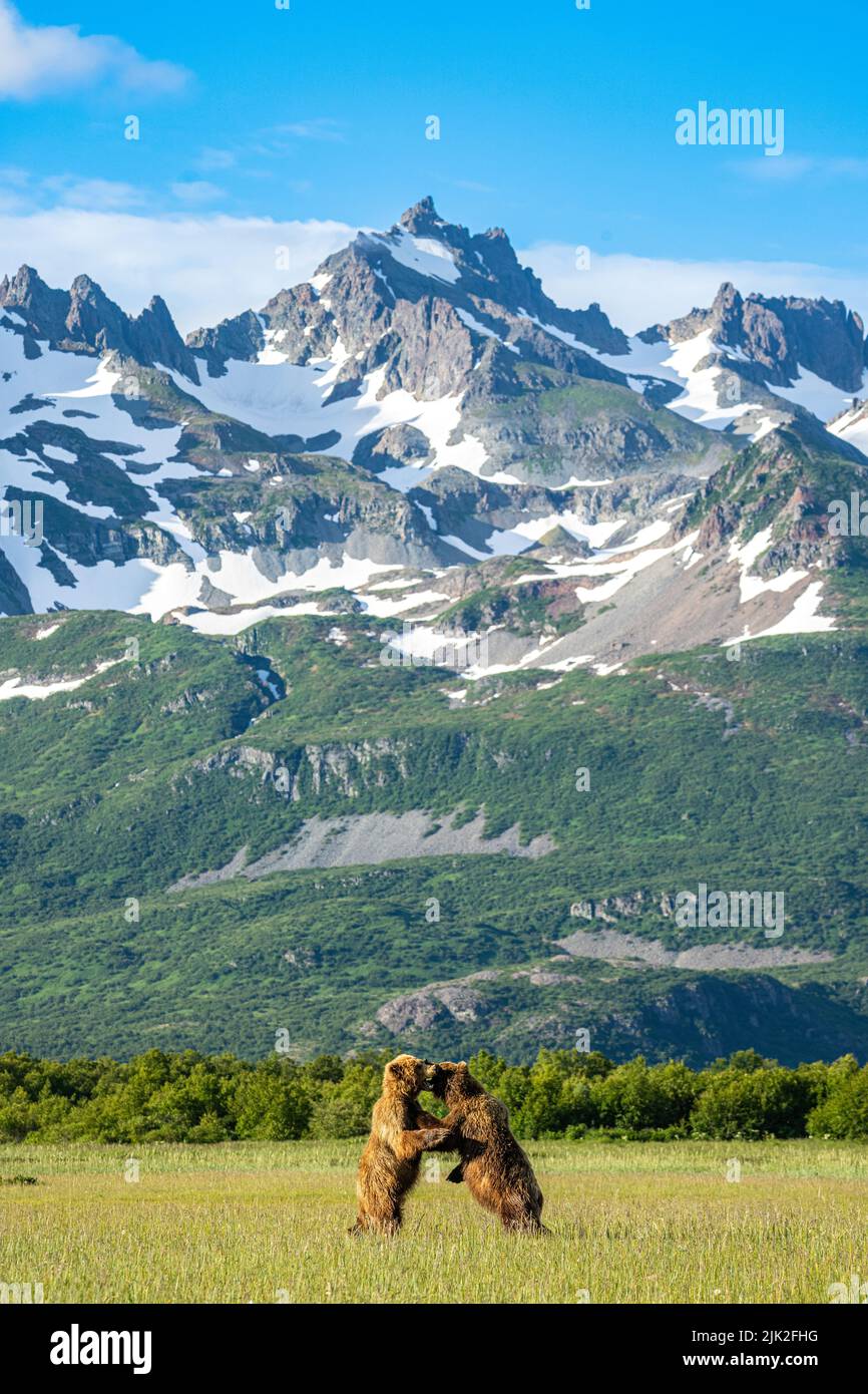 Brown bears sparring in front of mountaings Stock Photo