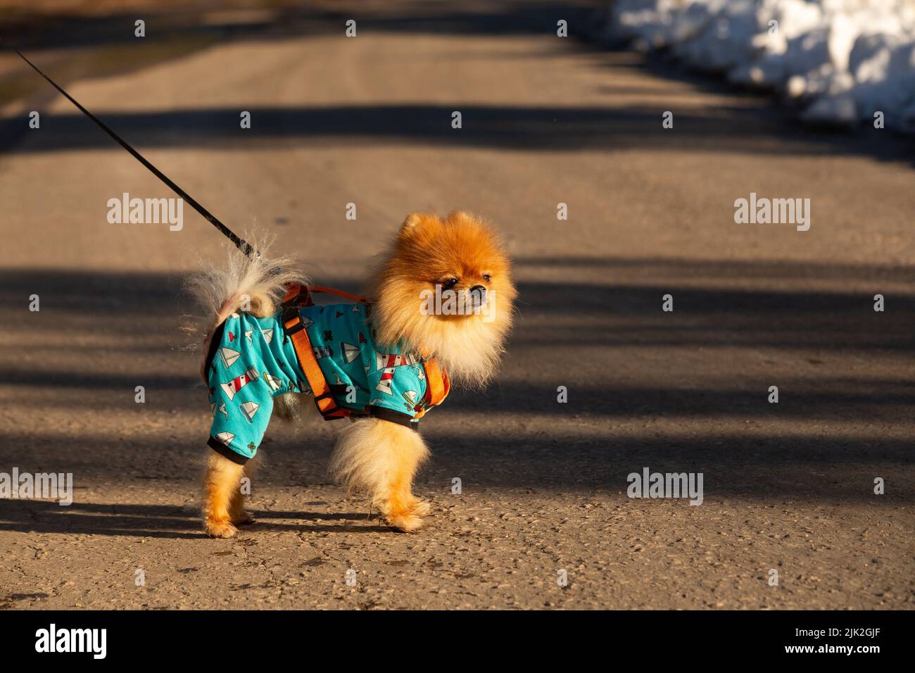 A pomeranian dog on a leash Stock Photo Alamy