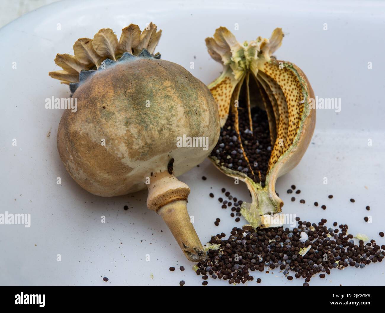 Poppy seed head showing self 'braodcasting' system Stock Photo Alamy
