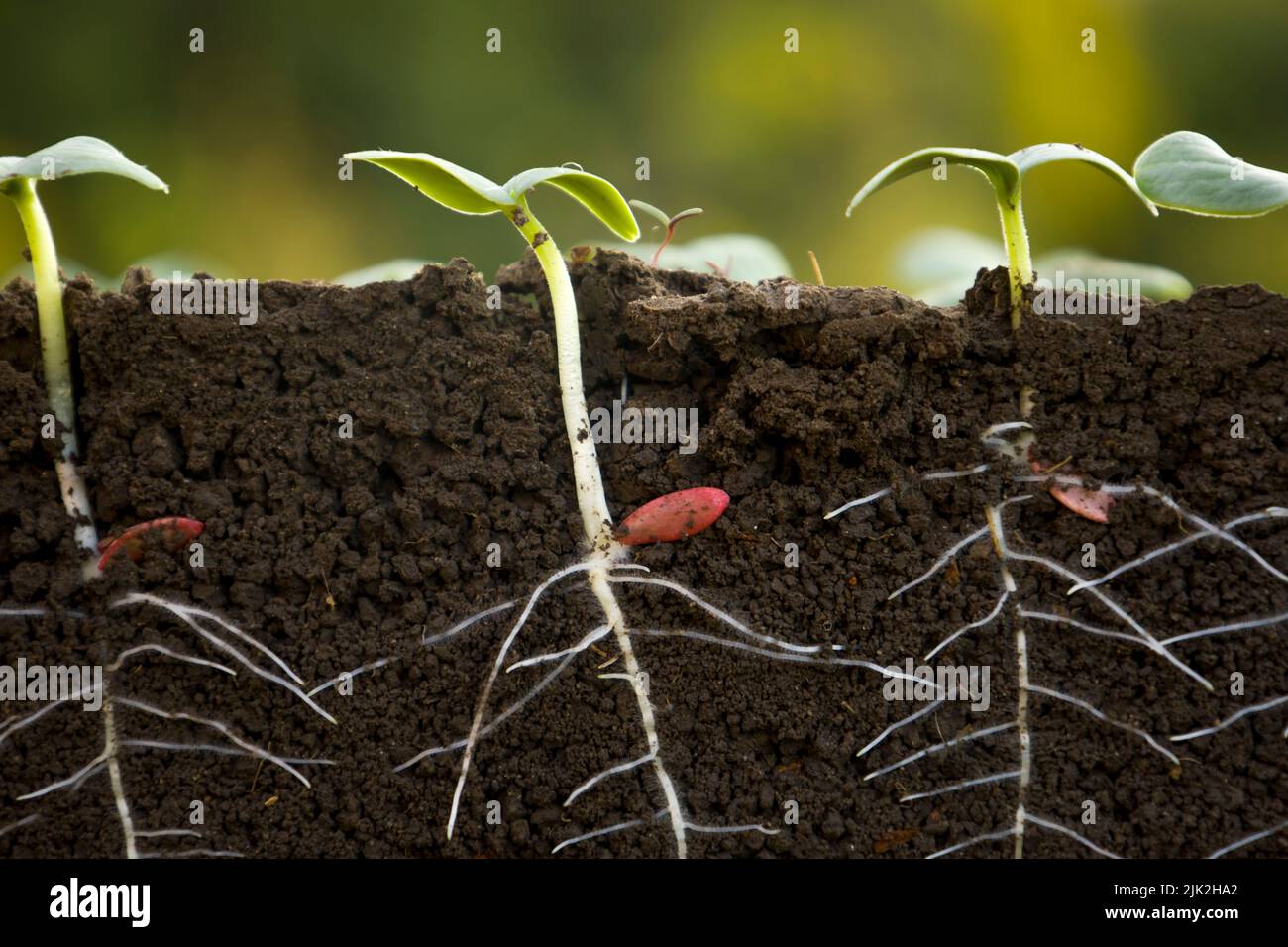 Young cucumber plants with roots Stock Photo Alamy