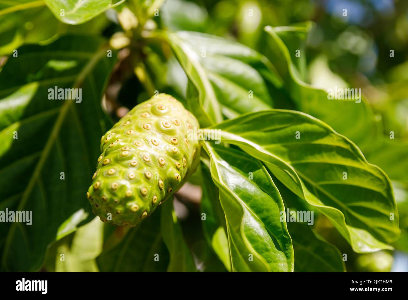 Noni tree, Morinda citrifolia. A medicinal fruit with unique properties. Stock Photo