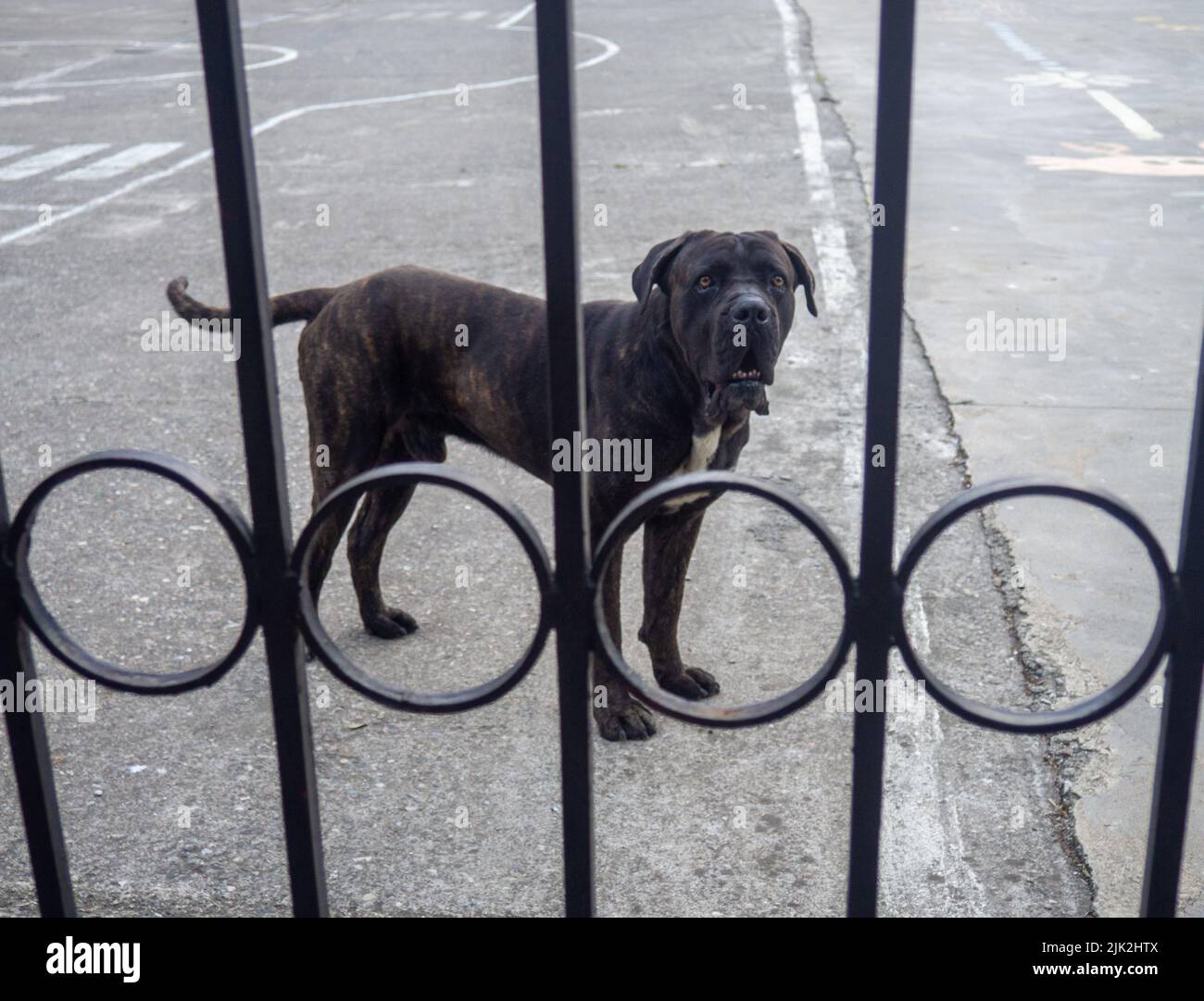 Black big sad dog behind the fence. Protection of private property. Yard stray dog. Cur. Fighting dog. Stock Photo