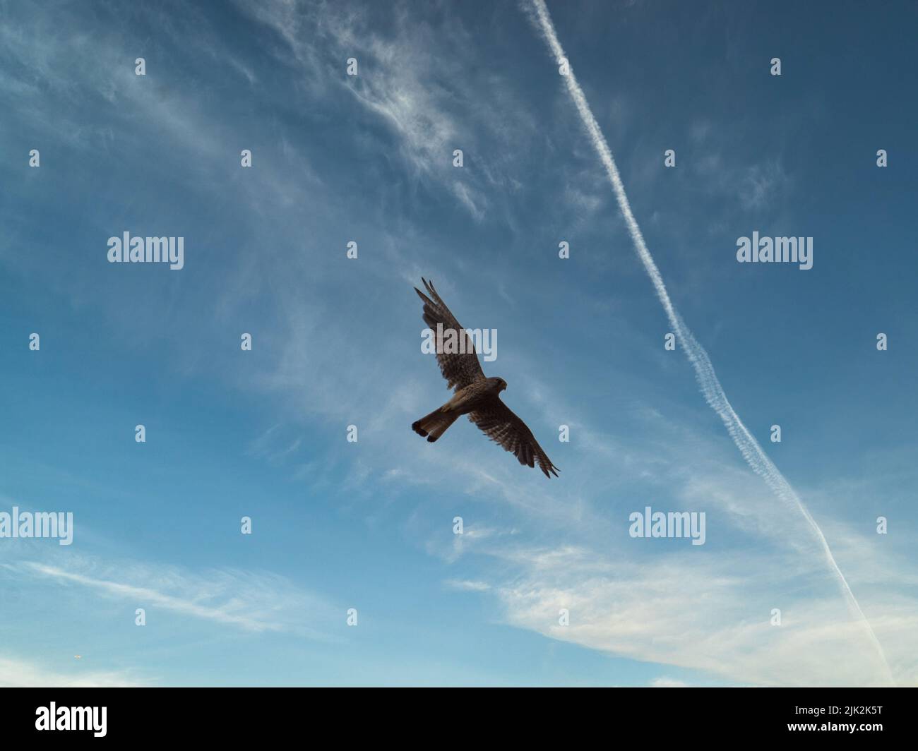 a hawk circles over a farm Stock Photo Alamy