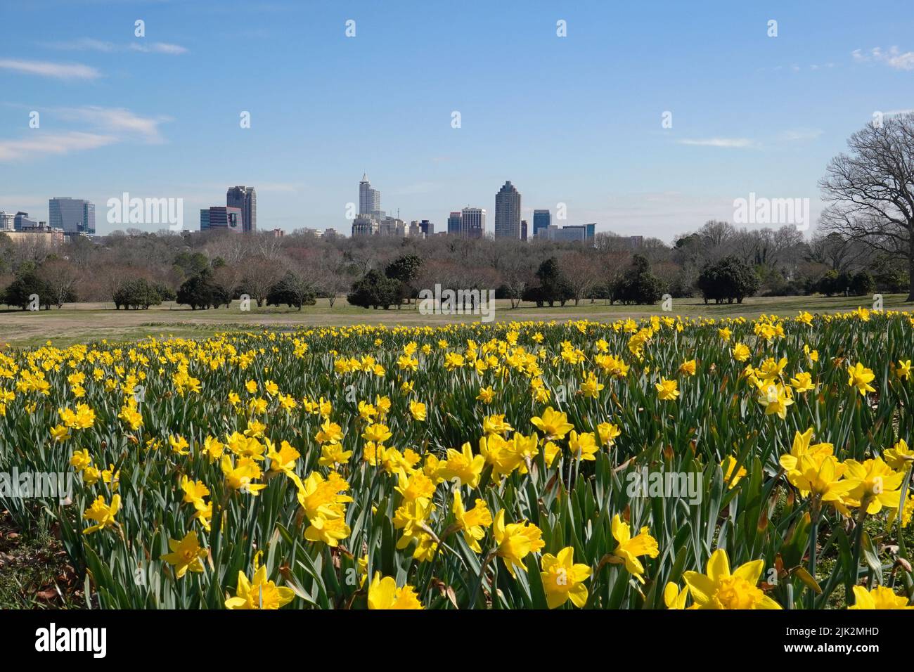Springtime Daffodils blooming in Dix Park with the Raleigh, North Carolina skyline in the background Stock Photo