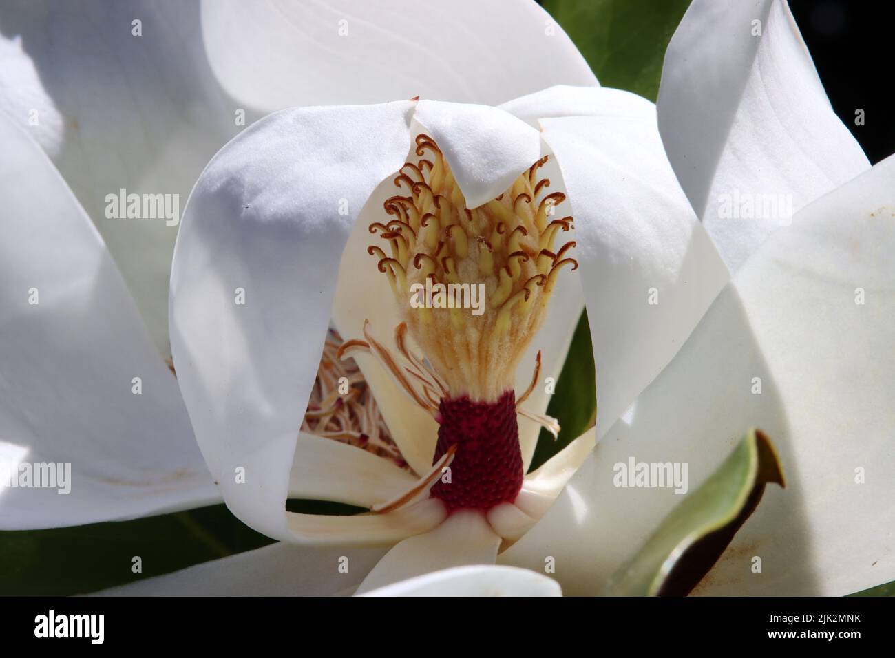 Blüte der Immergrünen Magnolie (Magnolia grandiflora) Stock Photo