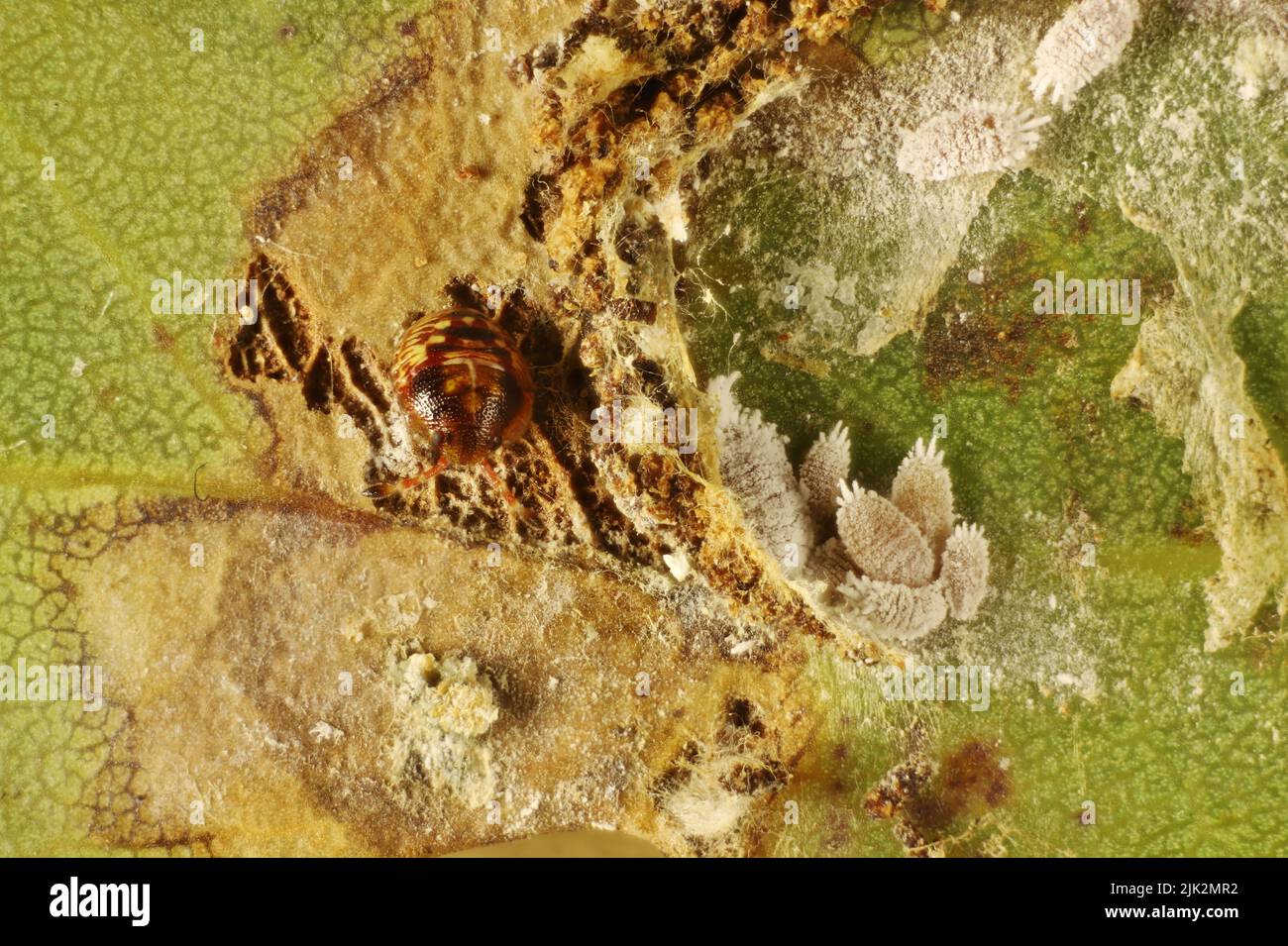 Shield Bug (Pentatomidae) instar and Mealybugs (Pseudococcidae) in eucalypt leaf shelter Stock Photo