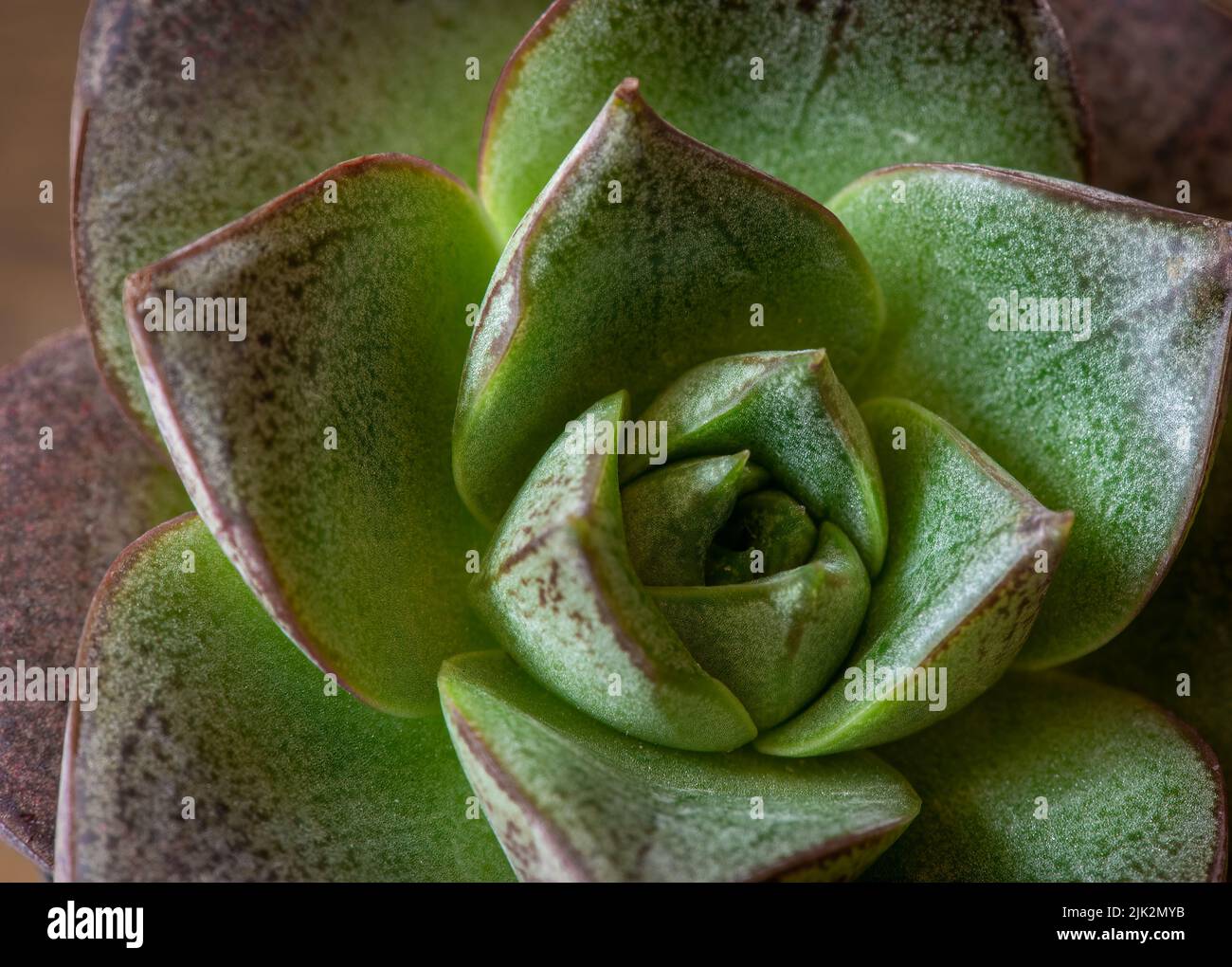 Brown and green together in this popular house plant, socasing natures beauty in this succulent plant and its close up petals ready for the garden pla Stock Photo