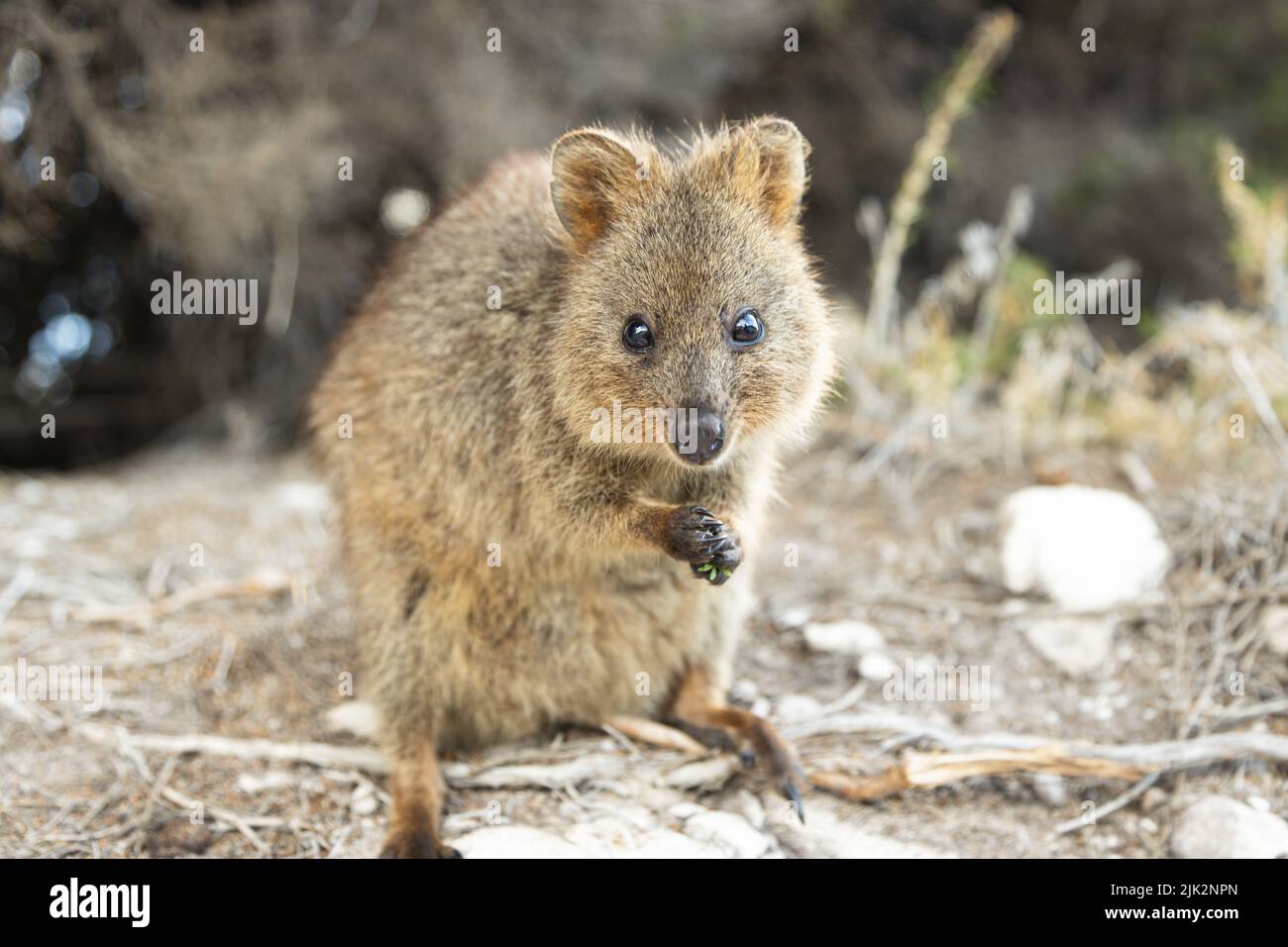 Quokka, the happiest animal on the planet in Rottnest island