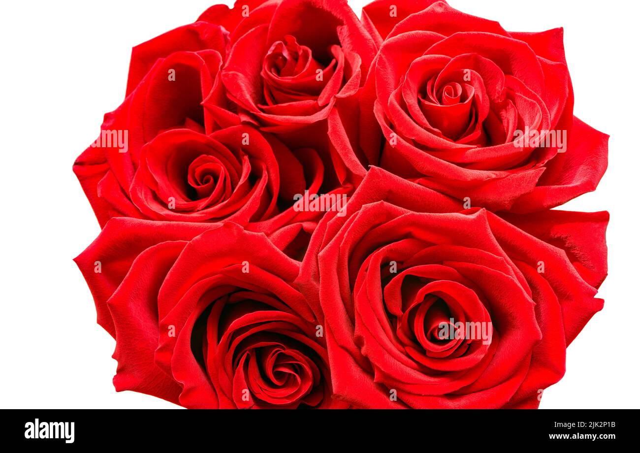 Five roses hi-res stock photography and images - Alamy
