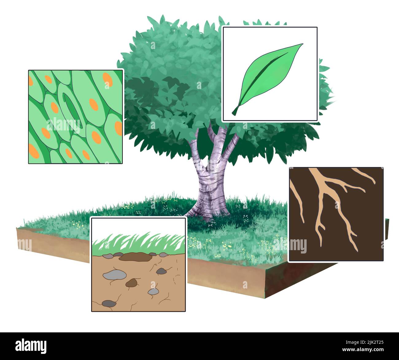 Canopy biology Cut Out Stock Images & Pictures Alamy