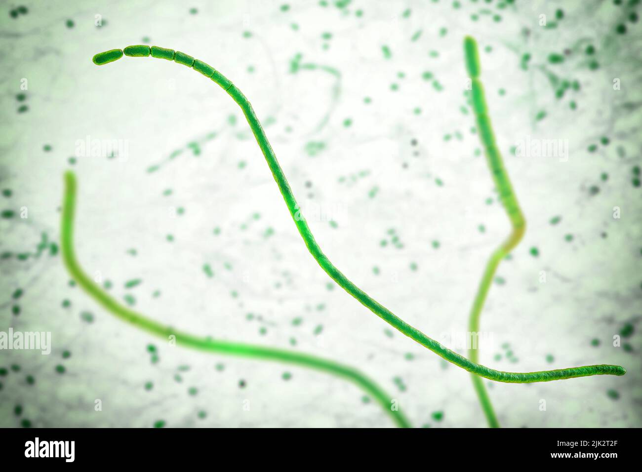 Illustration showing filaments of the bacteria Thiomargarita magnifica. Growing up to 2 centimetres in length, it is the world's largest bacteria. Thiomargarita magnifica is a sulfur-oxidising gammaproteobacteria first discovered in 2009 in the tropical mangroves of Guadeloupe, Lesser Antilles. Stock Photo