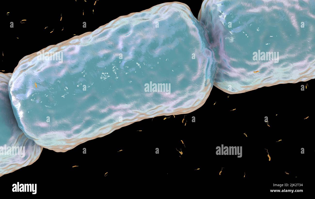 Thiomargarita magnifica compared to vibrio sp hi-res stock photography ...