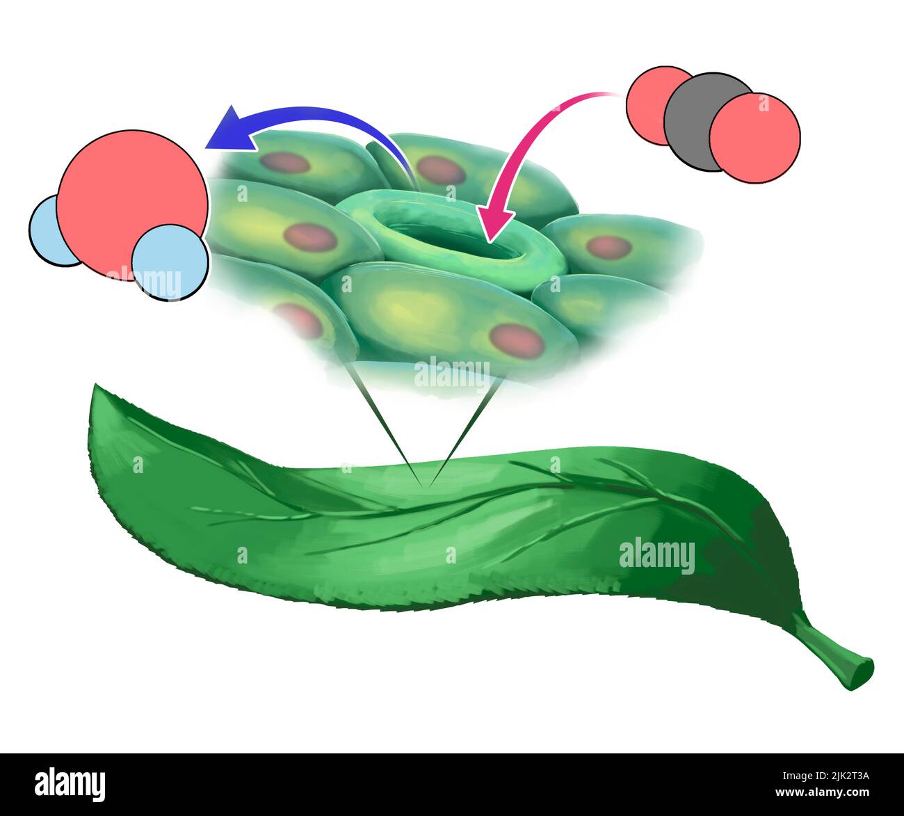 Illustration showing a carbon dioxide molecule entering the stomata (red arrow) in leaf and a water molecule leaving (blue arrow). Stock Photo