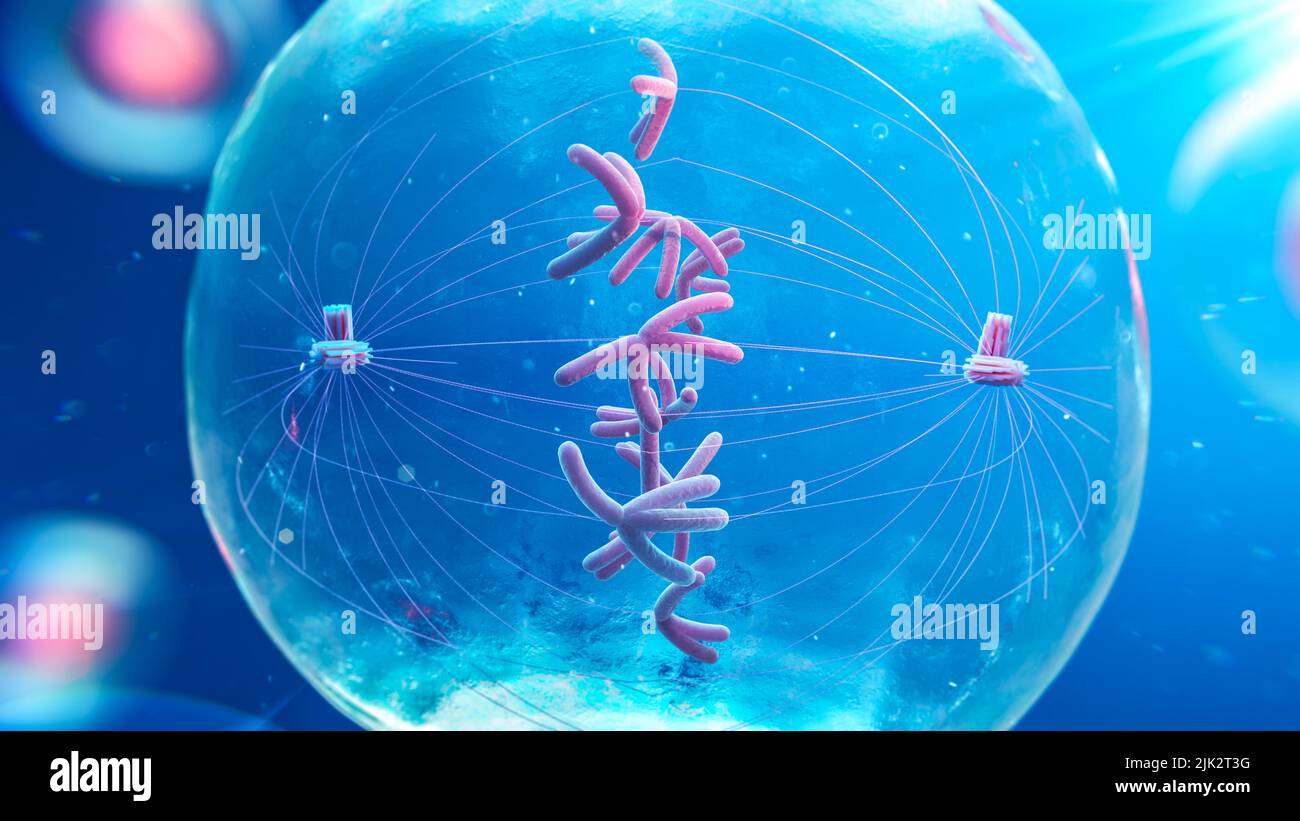 Metaphase hi-res stock photography and images - Alamy