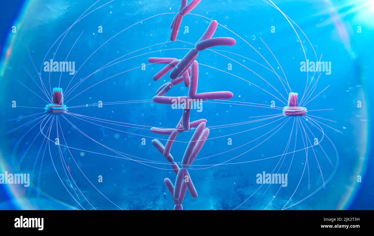 Illustration of a cell during metaphase of mitosis showing chromosomes