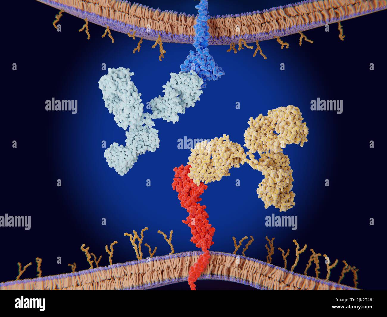 Immune checkpoint inhibitors, illustration. Immune checkpoints are regulators of the immune system. The illustration shows antibodies blocking the interaction between PD-L1 (red) on the surface of a cancer cell and the immune checkpoint PD-1 (blue) on a T-cell, allowing T-cells to attack the cancer cells. Stock Photo