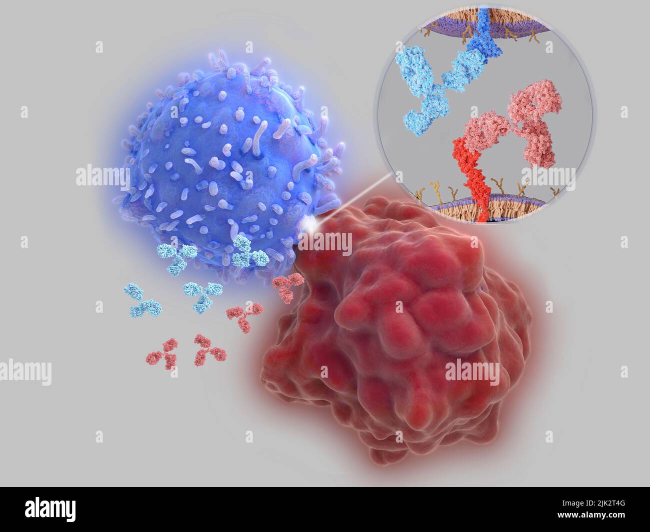 Immune checkpoint inhibitors, illustration. Immune checkpoints are regulators of the immune system. Antibodies (light blue and red)  block the interaction between PD-L1 (programmed cell death 1 ligand 1, red molecule) on the surface of a cancer cell (large red) and the immune checkpoint PD-1 (programmed cell death protein 1, blue molecule) on a T-cell (large blue), that would lead to  the inhibition of T-cell killing tumour cells. Stock Photo
