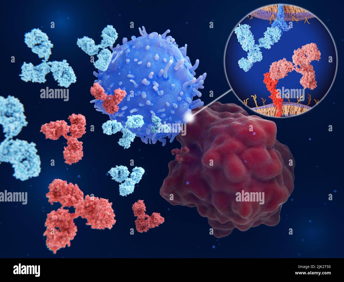 Immune checkpoint inhibitors, illustration. Immune checkpoints are regulators of the immune system. Antibodies (light blue and red) block the interaction between PD-L1 (programmed cell death 1 ligand 1, red molecule) on the surface of a cancer cell (large red) and the immune checkpoint PD-1 (programmed cell death protein 1, blue molecule) on a T-cell (large blue), that would lead to the inhibition of T-cell killing tumour cells. Stock Photo