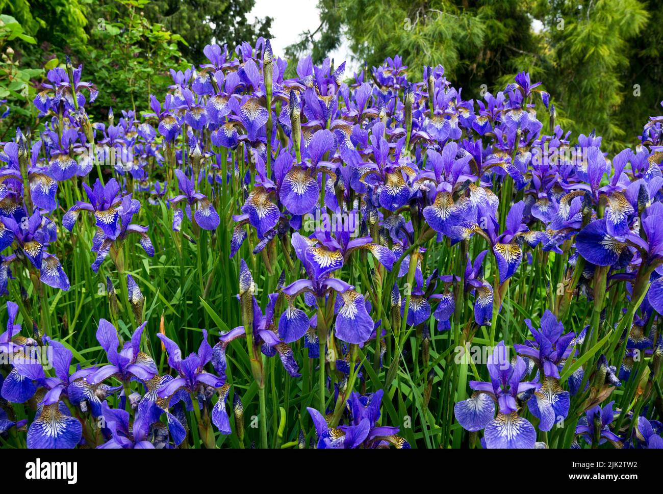 Purple Siberian Iris, Iris sibirica, in the garden. Stock Photo