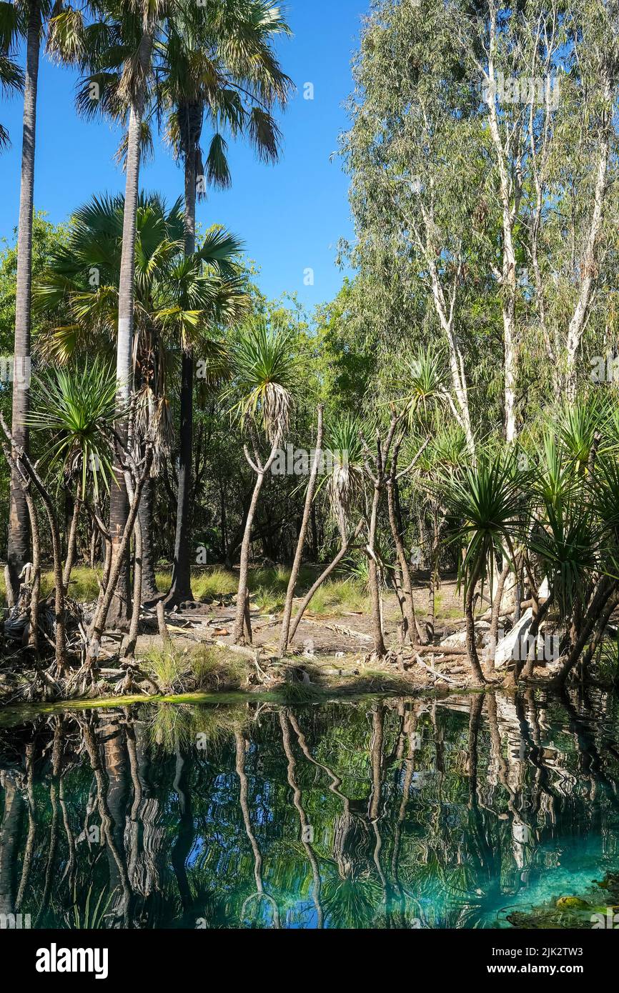 Bitter Springs in the Katherine region of the Northern Territory of Australia Stock Photo