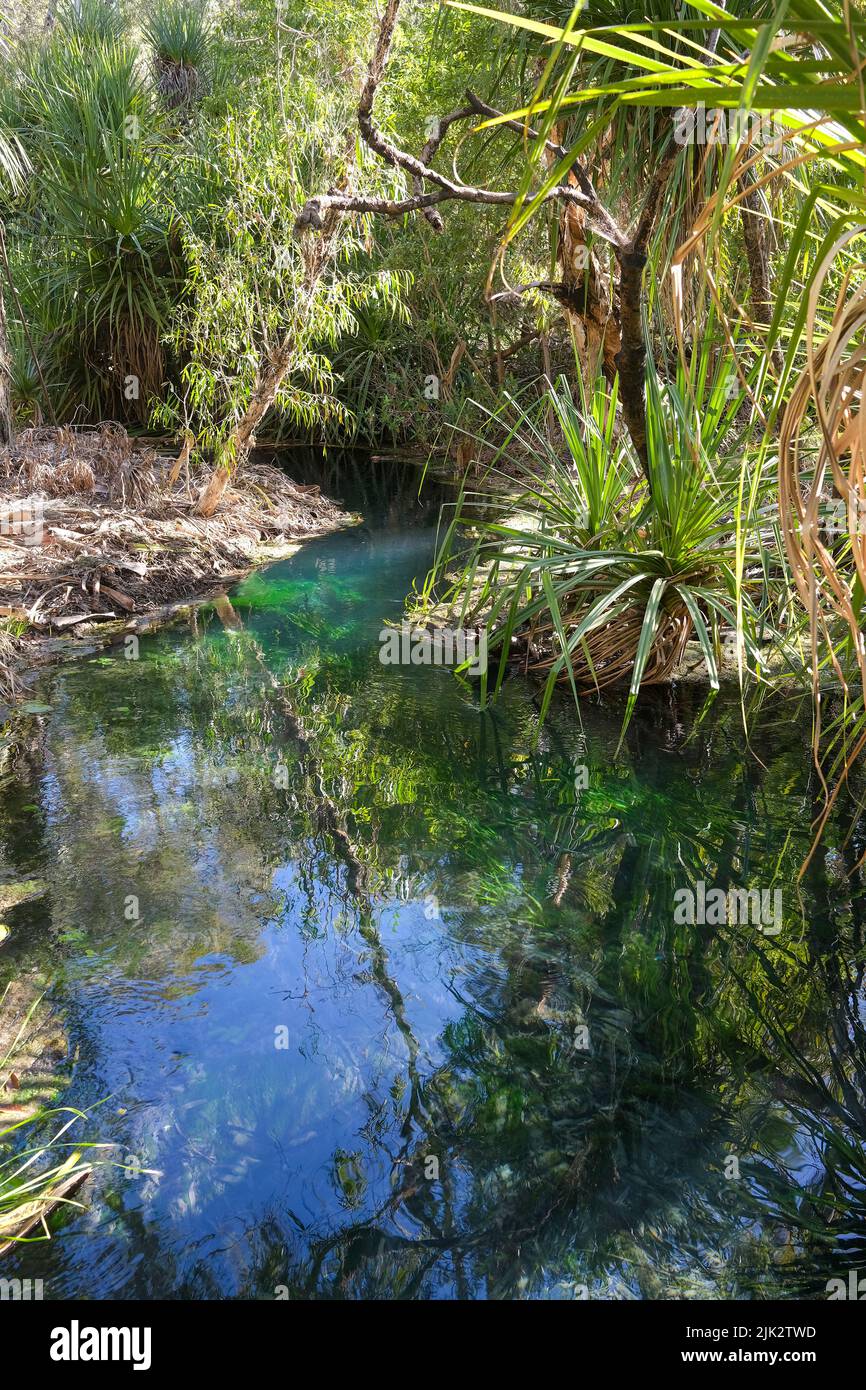 Bitter Springs in the Katherine region of the Northern Territory of Australia Stock Photo