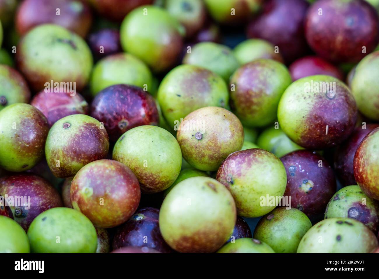 Camu Camu (Myrciaria dubia) for sale at Belen Market in Iquitos, Peru