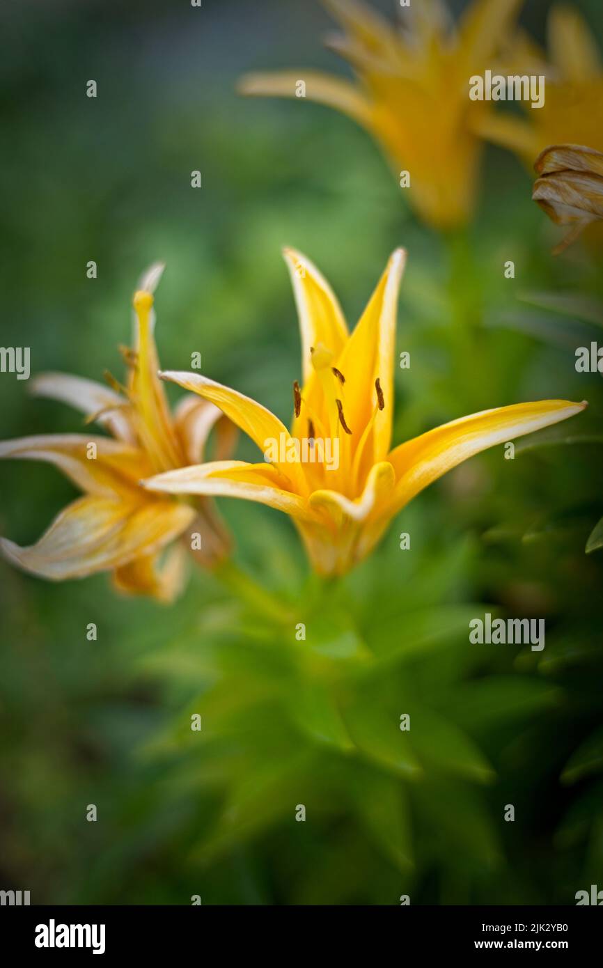 A close up photo of yellow lilies in a garden in north Idaho. Stock Photo