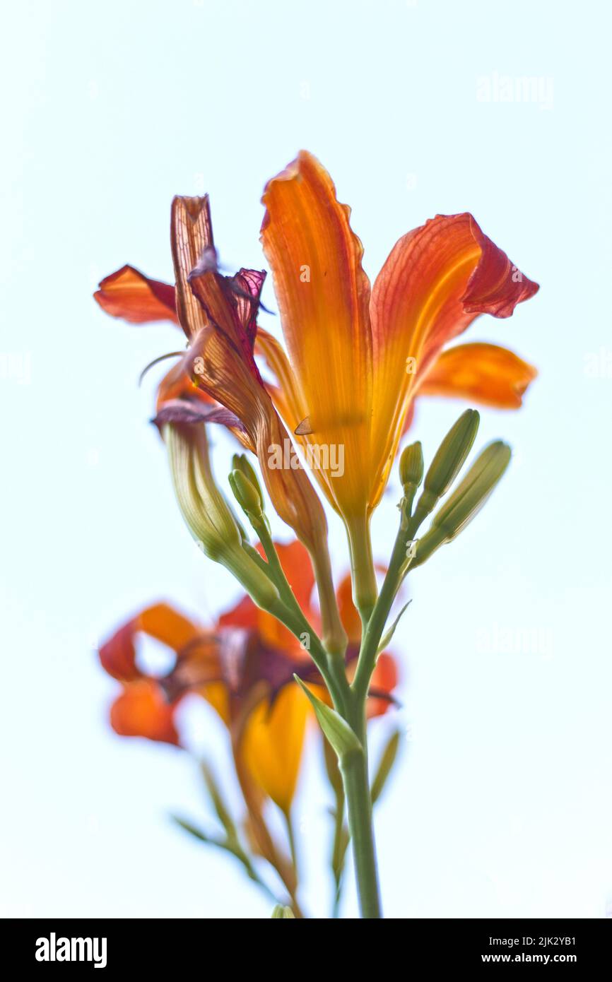 An abstract view looking up at a tiger lily in north Idaho. Stock Photo