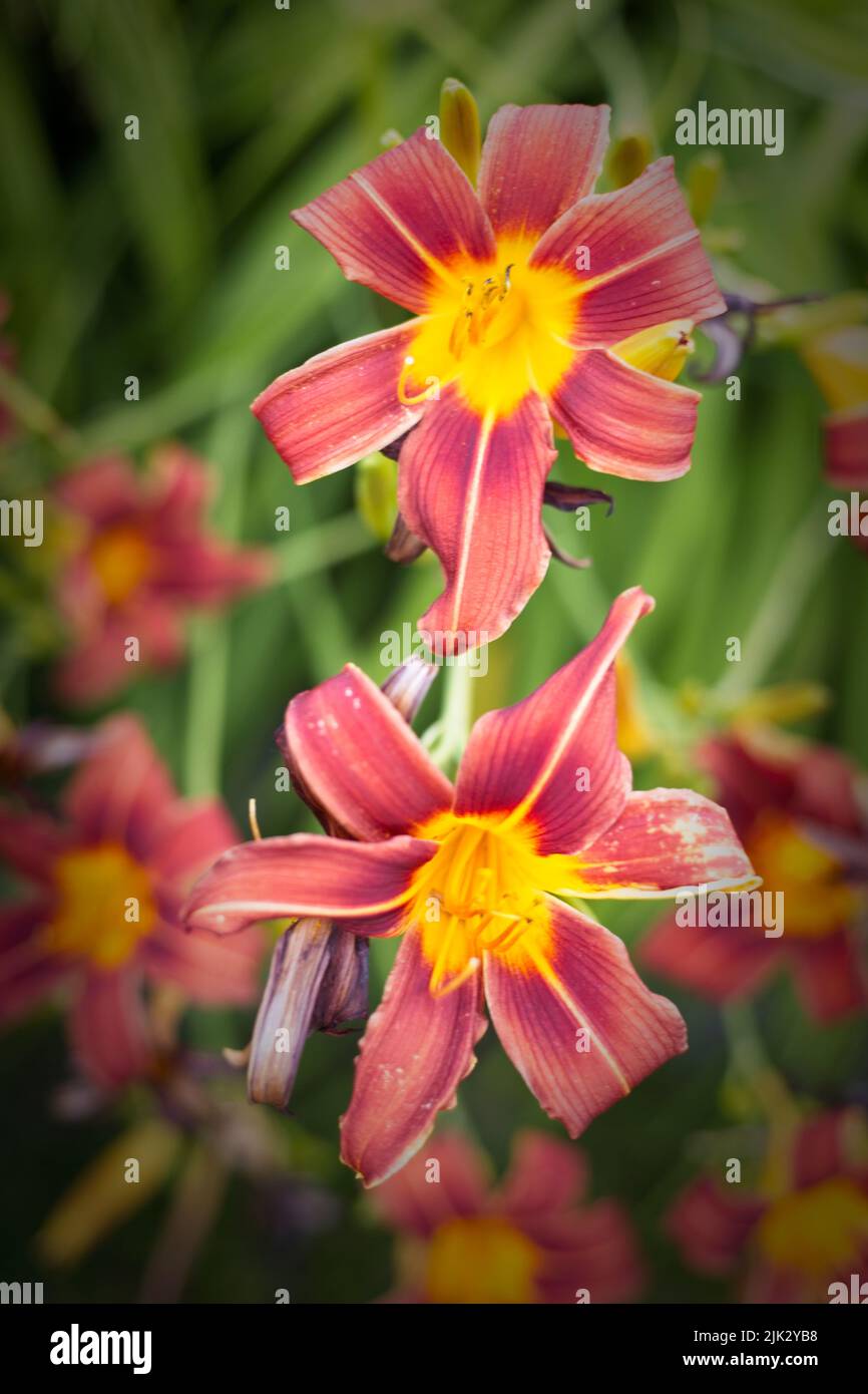 A close up photo of a cluster of red and yellow tiger lilies in north Idaho. Stock Photo