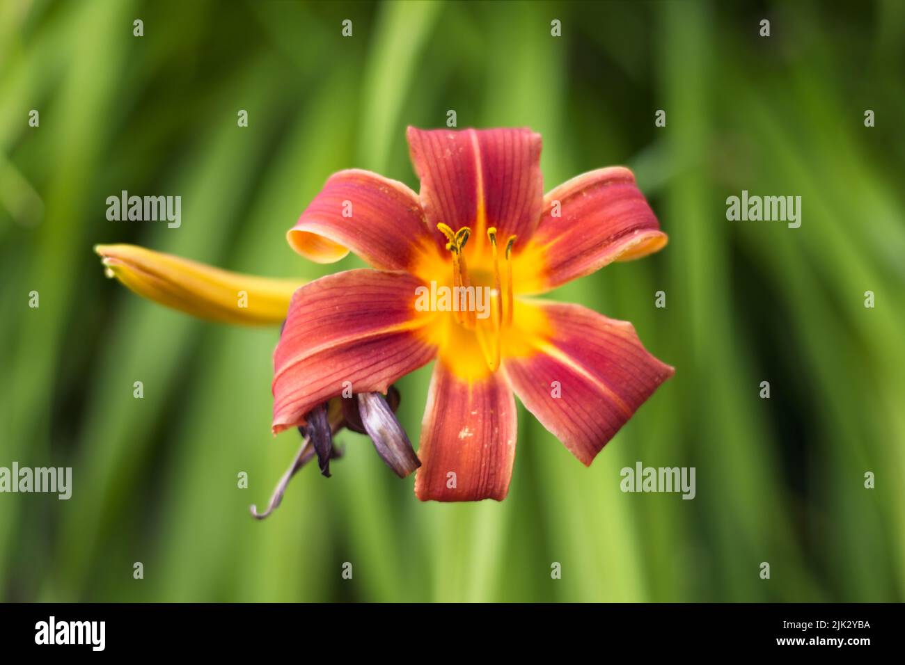 A close up photo of a single red and yellow tiger lily in a garden in north Idaho. Stock Photo