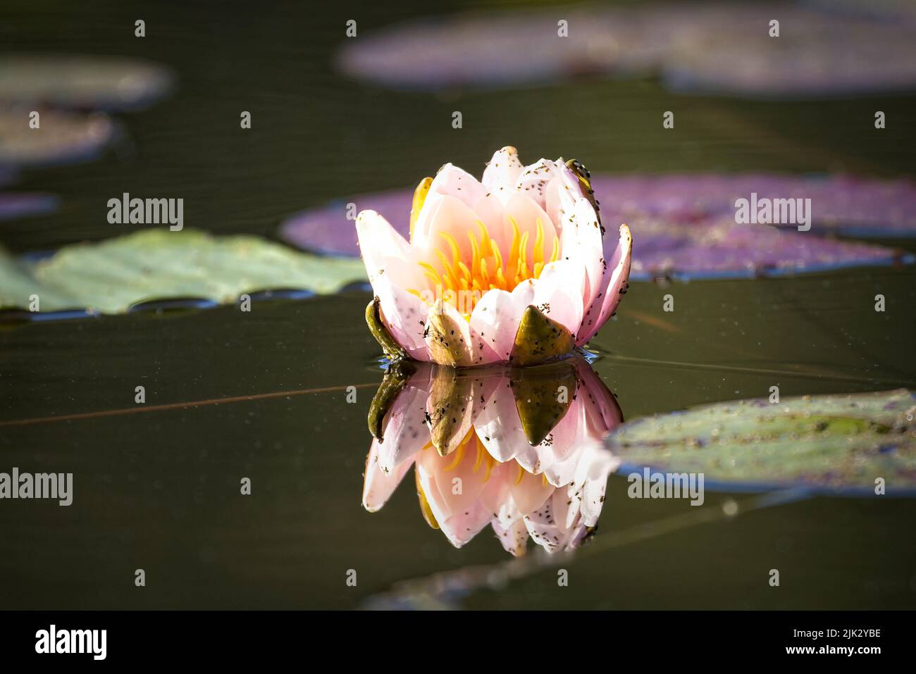 A close up of a water lily  in calm water in north Idaho. Stock Photo