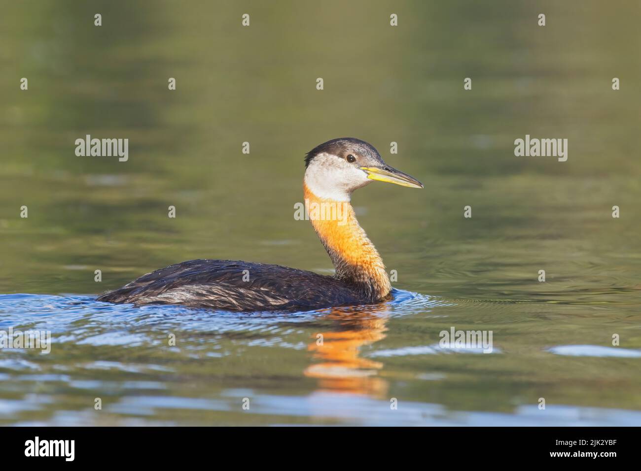 A red necked grebe swims in the calm water in north Idaho. Stock Photo
