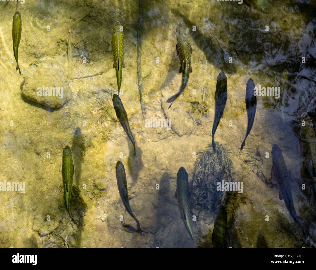 Fish find a calm place to travel slowly in the waters of Krka National Park in Croatia Stock Photo