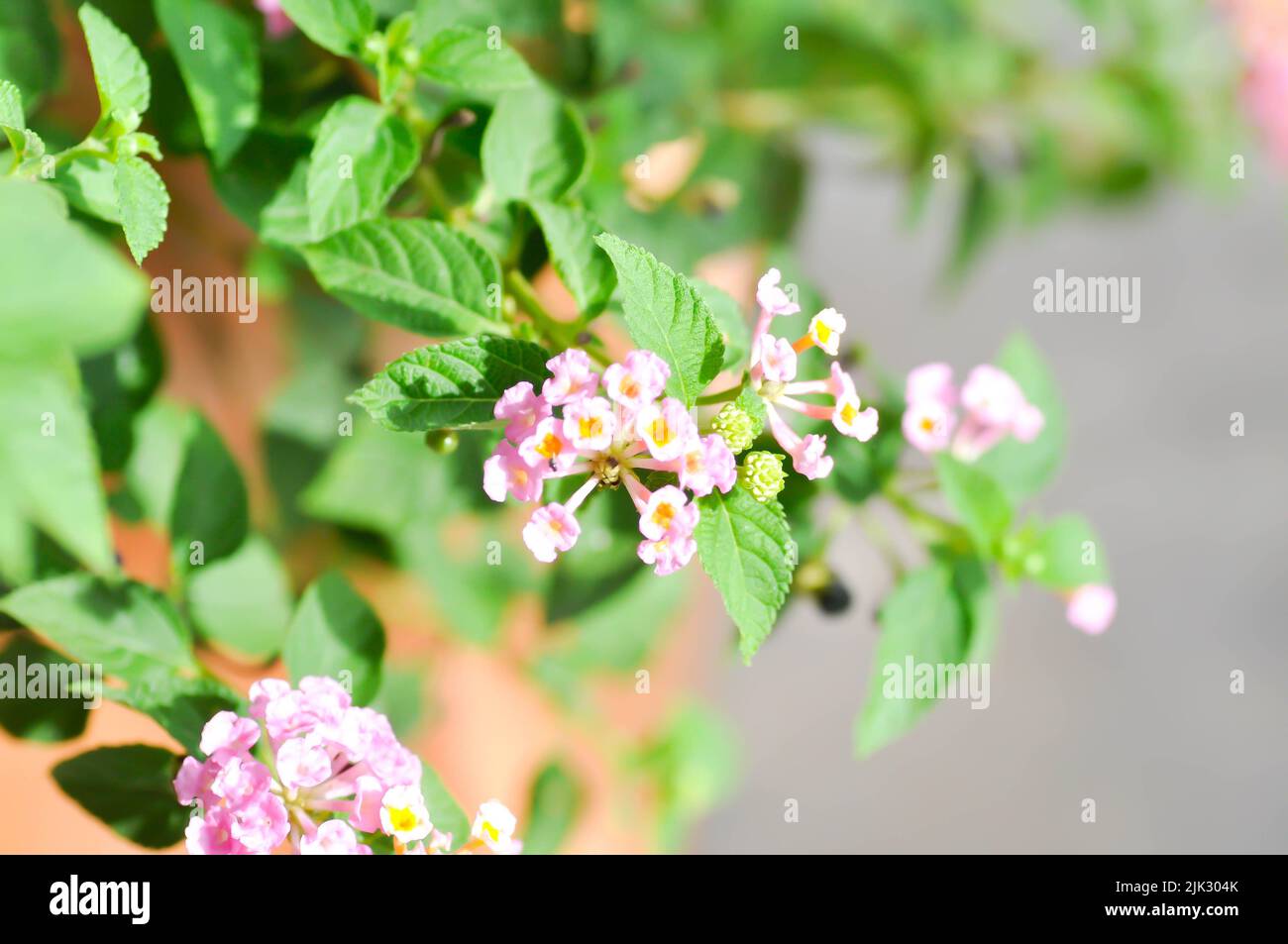Lantana camara L,  Lantana or VERBENACEAE or pink flower Stock Photo