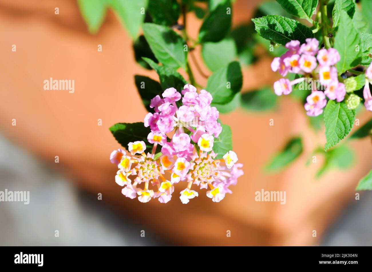 Lantana camara L,  Lantana or VERBENACEAE or pink flower Stock Photo