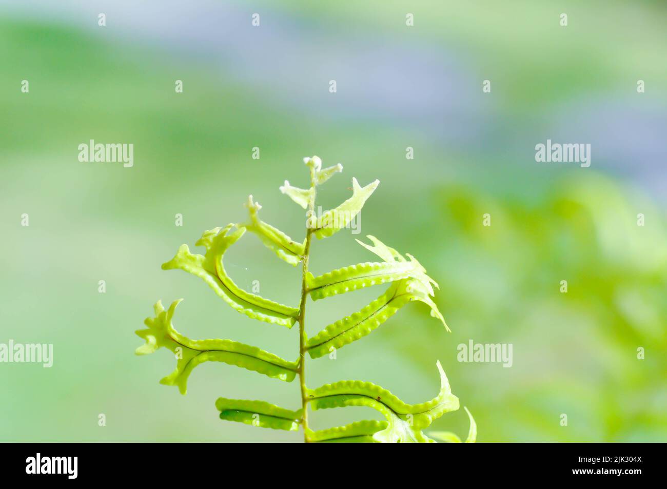 Microsorum punctatum or Mermaids Tail fern ,fern or fern plant Stock Photo