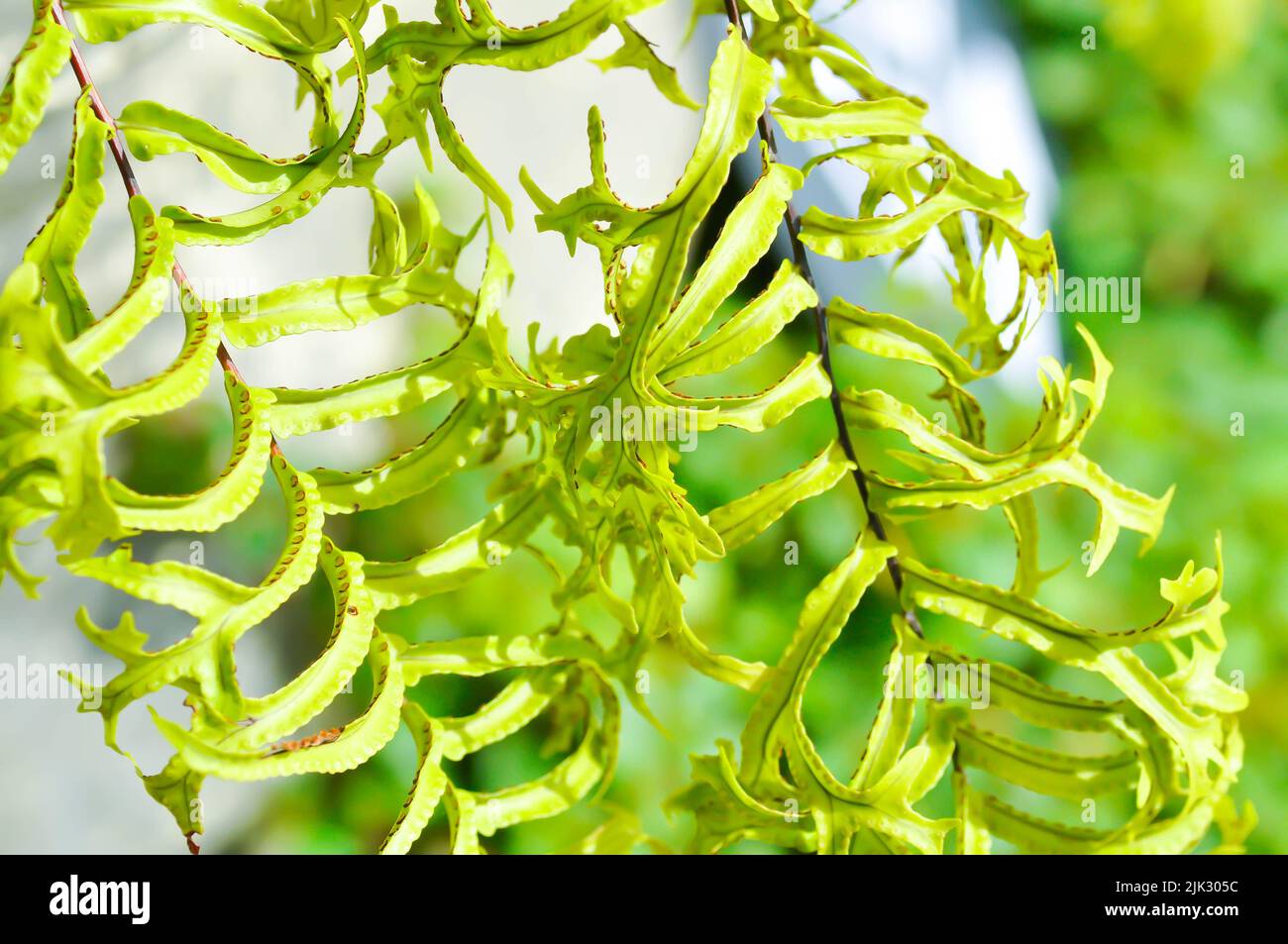 Microsorum punctatum or Mermaids Tail fern ,fern or fern plant Stock Photo
