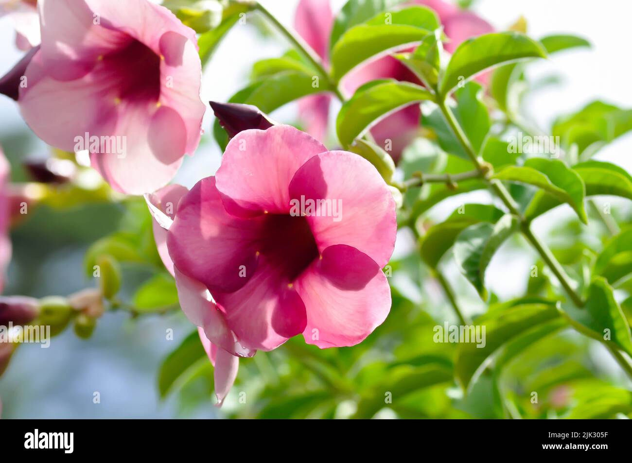 Allamanda blanchetii, Purple Allamanda or violet allamanda or Allamanda violacea or purple flowers Stock Photo