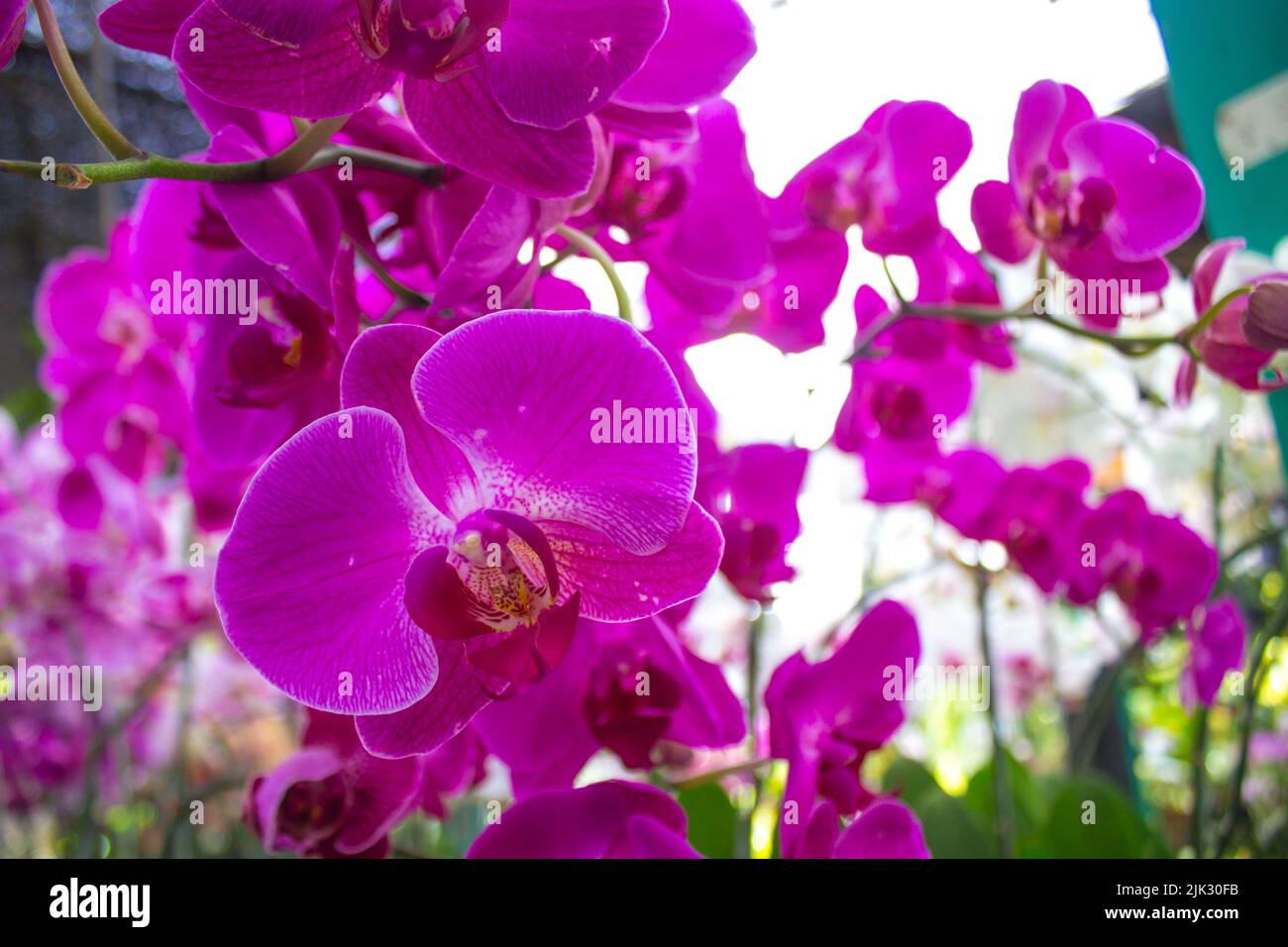exotic flowers of the orchid moon (Phalaenopsis amabilis) bloom. also ...