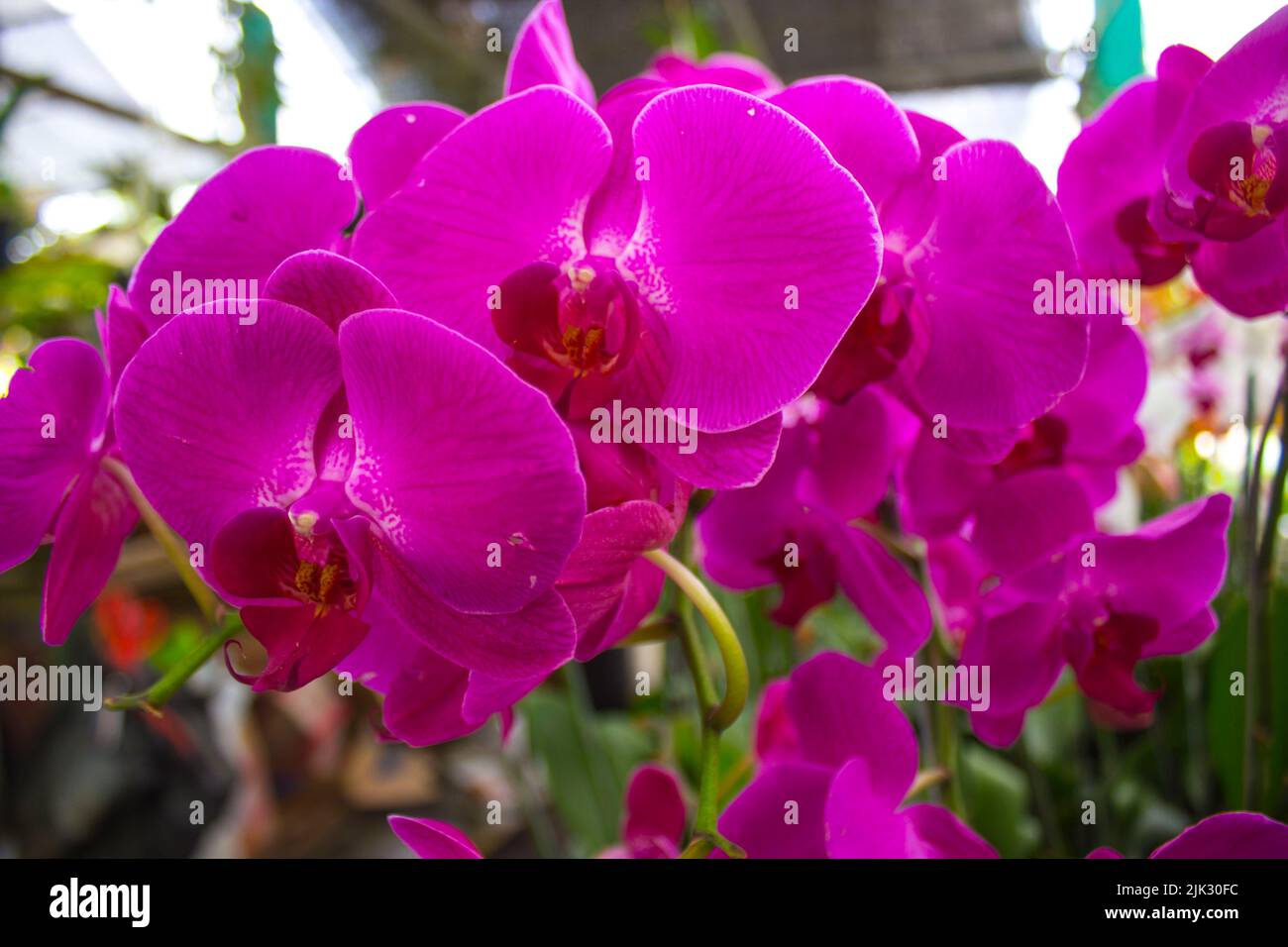 exotic flowers of the orchid moon (Phalaenopsis amabilis) bloom. also
