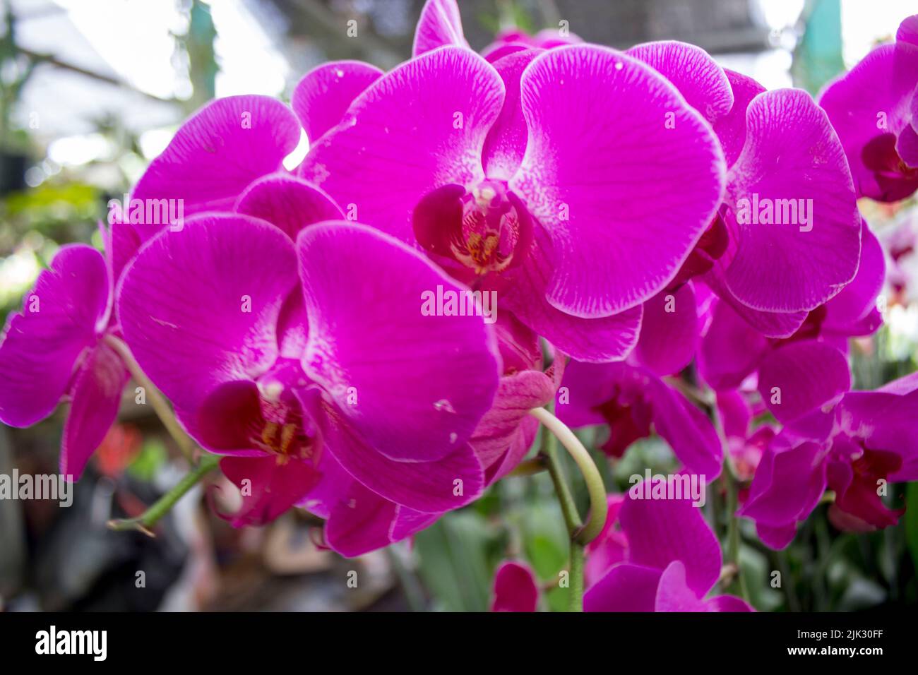 exotic flowers of the orchid moon (Phalaenopsis amabilis) bloom. also called puspa pesona, anggrek bulan Stock Photo