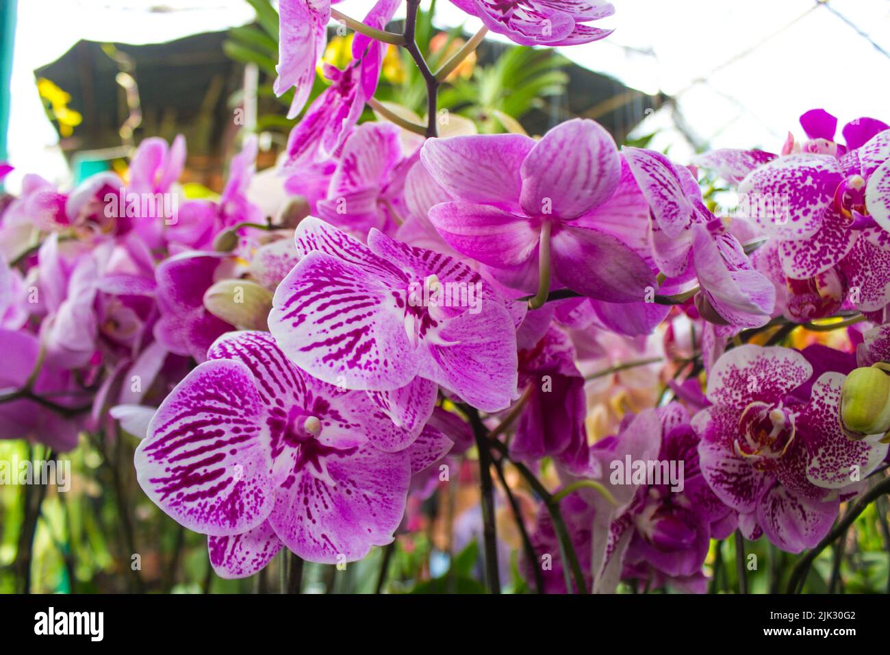 exotic flowers of the orchid moon (Phalaenopsis amabilis) bloom. also ...
